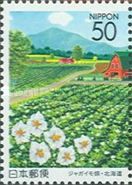 Flowering Potato Field - 1