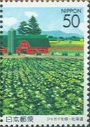 Flowering Potato Field - 2