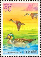 Baikal Teal (Anas formosa)