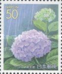 Hydrangea