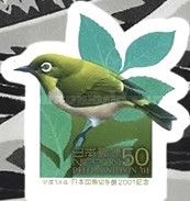 Japanese White-eye (Zosterops japonicus)