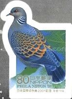 European Turtle Dove (Streptopelia turtur)