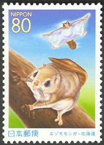 Siberian Flying Squirrel (Pteromys volans)
