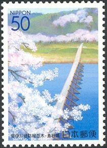 Cherry blossoms at the Hiikawa river bank