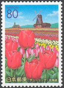 Tulips & Wind Mill
