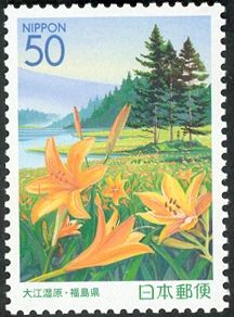Oze Shitsugen Bog; Daylily (Hemerocallis sp.)