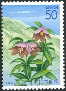 Fritillaria & Mount Bessan
