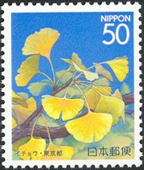 Ginkgo tree (Ginkgo biloba)