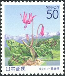 Asian Fawnlily & Hakuba Mountains - Chūshin Area