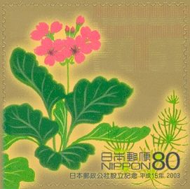 Primula
