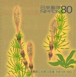 Field Horsetail