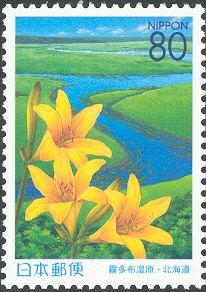 Kiritappu Wetland. Day lilies
