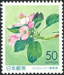 Apple Blossom (Malus pumila)