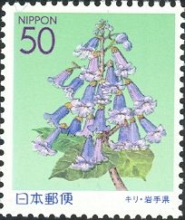 Paulownia (Paulownia tomentosa)