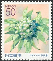 Butterbur Flower (Petasites japonicus)