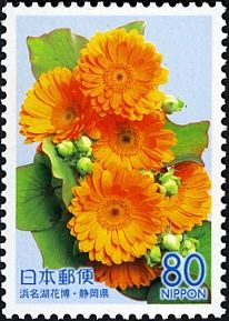 Gerbera (Gerbera jamesonii)