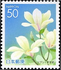 Magnolia