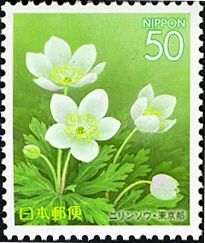 Soft Wildflower (anenome flaccida)