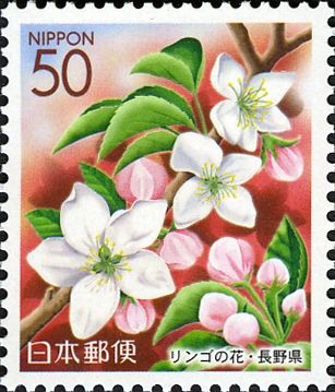 Apple blossoms