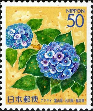 Hydrangea