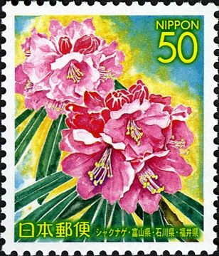Rhododendron
