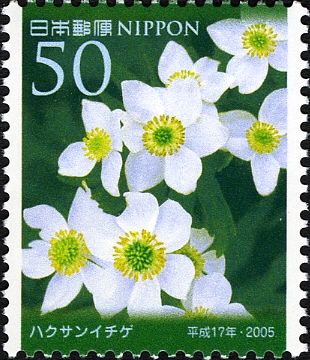 Narcissus