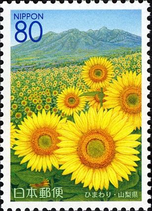 Sunflowers & Yatsugatake Mountains