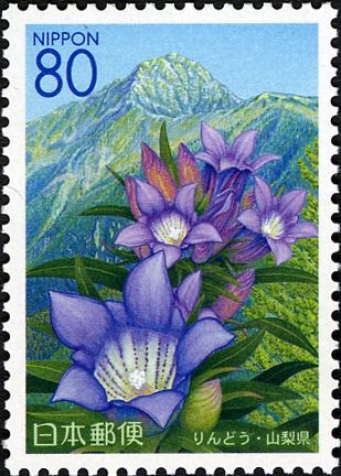 Gentian & Mount Kita