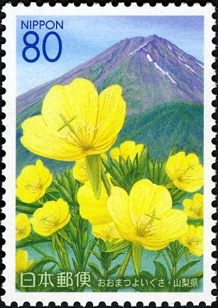 Large-flowered evening Primroses & Mount Fuji