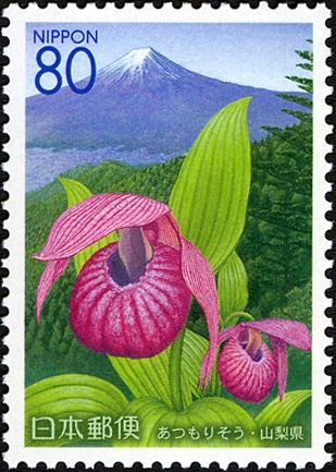 Cypripedium macranthos & Mount Fuji