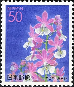 Calanthe discolor - Ebine Orchid