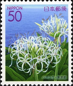 Giant Crinum Lily (Crinum asiaticum)
