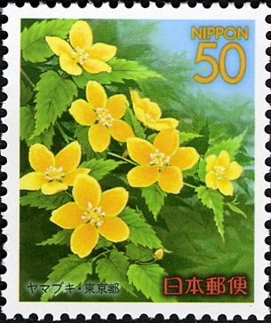 Kerria japonica