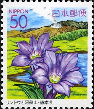 Gentians & Mount Aso - Kumamoto Prefecture