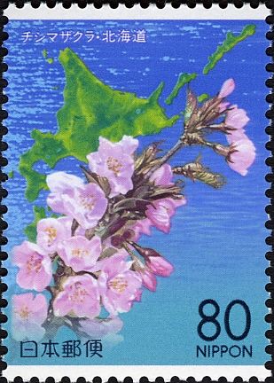 Cherry Blossoms