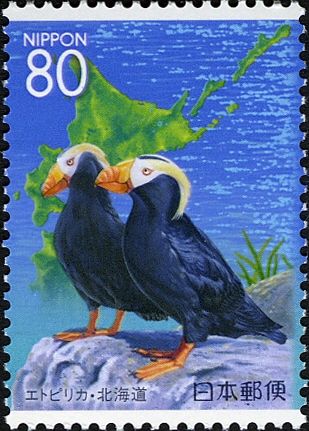Tufted Puffin (Fratercula cirrhata)