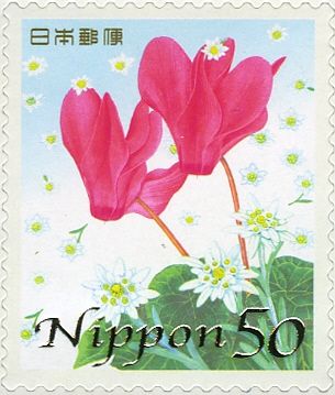 Cyclamen