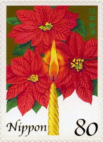 Poinsettia