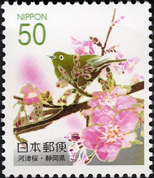 Japanese White-eye (Zosterops japonicus) & Kawazu Cherry Blo