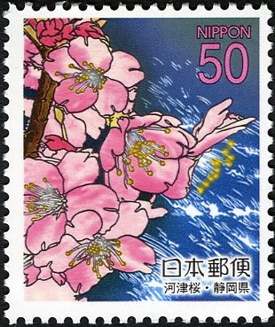 Kawazu Cherry Blossoms
