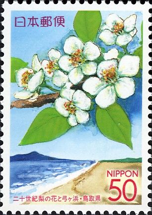 Blossoms of Japanese Pear & Yumigahama Beach - Tottori
