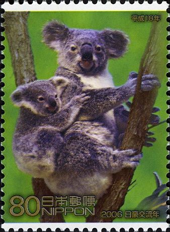 Koala (Phascolarctos cinereus)  