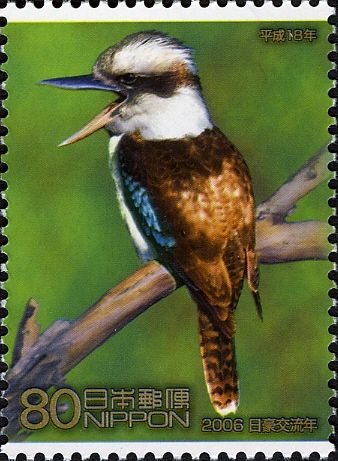 Kookaburra (Dacelo novaeguineae)