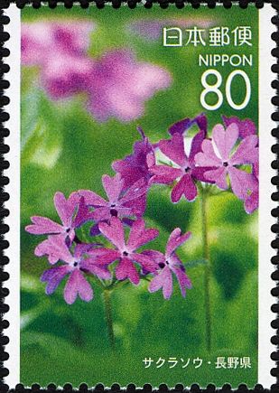 Japanese Primrose