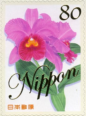 Cattleya Orchid