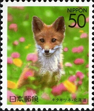 Hokkaido Red Fox (Vulpes vulpes schrencki) 
