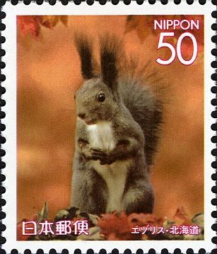 Japanese Squirrel (Sciurus lis)