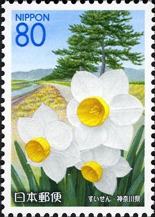 Daffodils & Pines along Sakawagawa River