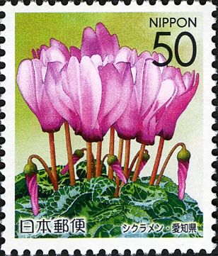 Cyclamen