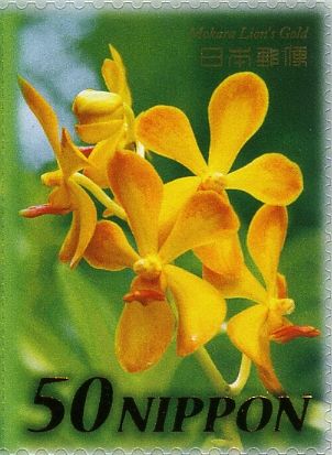 Mokara Lion's Gold Orchid
